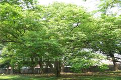 Mitragyna parvifolia